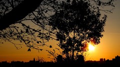 Landscapes nature Trees