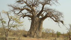 Landscapes nature Trees