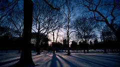 Landscapes nature Trees