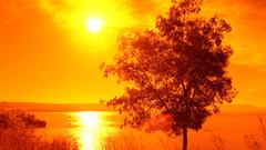 Landscapes nature Trees