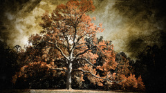 Landscapes nature Trees