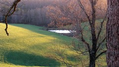Landscapes nature Trees