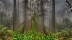 Landscapes nature Trees