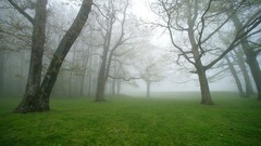 Landscapes nature Trees