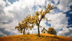 Landscapes nature Trees
