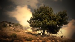 Landscapes nature Trees