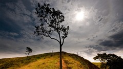 Landscapes nature Trees