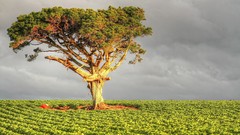 Landscapes nature Trees