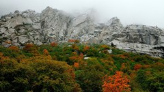 Landscapes nature Trees