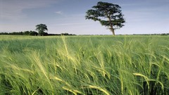 Landscapes nature Trees