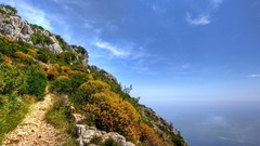 Landscapes nature Trees