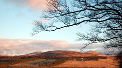 Landscapes nature Trees