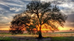 Landscapes nature Trees