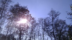 Landscapes nature Trees