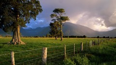 Landscapes nature Trees