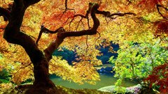 Landscapes nature Trees