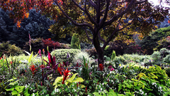 Landscapes nature Trees