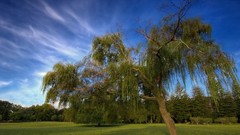 Landscapes nature Trees