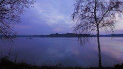 Landscapes nature Trees