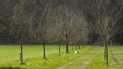 Landscapes nature Trees