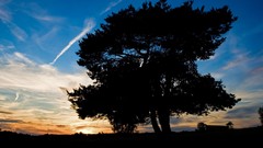 Landscapes nature Trees