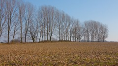 Landscapes nature Trees