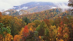 Landscapes nature Trees