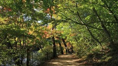 Landscapes nature Trees
