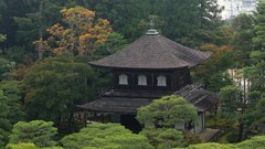 Landscapes nature Trees