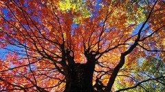 Landscapes nature Trees