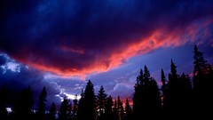 Landscapes nature Trees