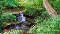 Landscapes nature Trees