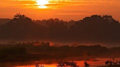 Landscapes nature Trees