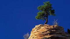 Landscapes nature Trees