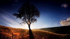 Landscapes nature Trees