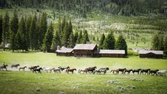 Landscapes nature Trees