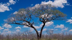 Landscapes nature Trees