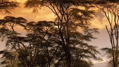 Landscapes nature Trees