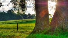 Landscapes nature Trees