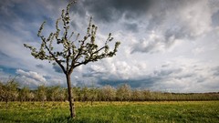 Landscapes nature Trees