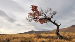 Landscapes nature Trees