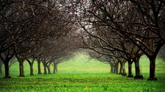 Landscapes nature Trees