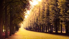 Landscapes nature Trees