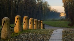 Landscapes nature Trees