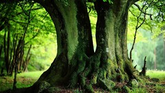 Landscapes nature Trees