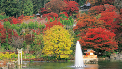 Landscapes nature Trees