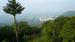 Landscapes nature Trees