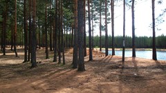 Landscapes nature Trees