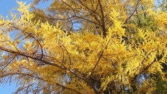 Landscapes nature Trees