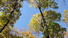 Landscapes nature Trees